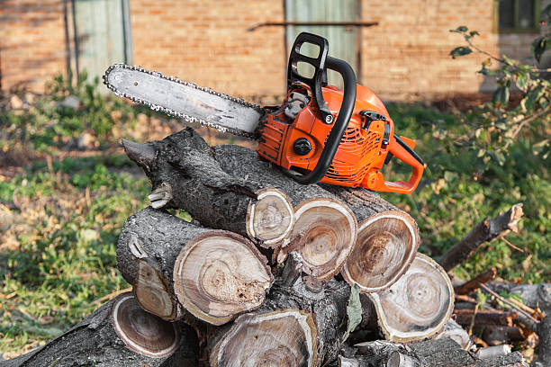 The Steps Involved in Our Tree Care Process in Thompsonville, PA